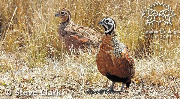 Pair of Ocellated Quail