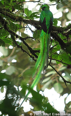 Resplendent Quetzal