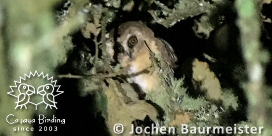 Unspotted Saw-whet Owl