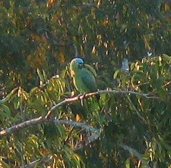 Mealy Parrot