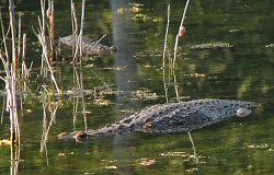 Morelet's Crocodile