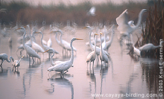 Great Egret