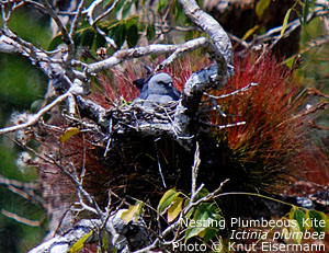 Plumbeous Kite