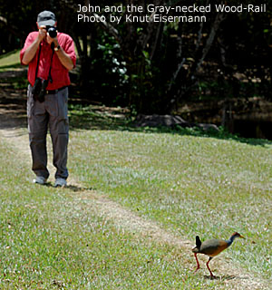 Gray-necked Wood-Rail