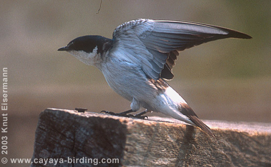 Mangrove Swallow