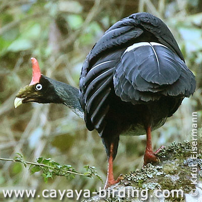 Horned Guan