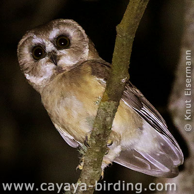 Unspotted Saw-whet Owl