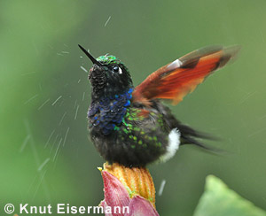 Garnet-throated Hummingbird