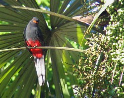 Slaty-tailed Trogon.