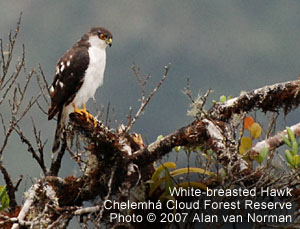 White-breasted Hawk