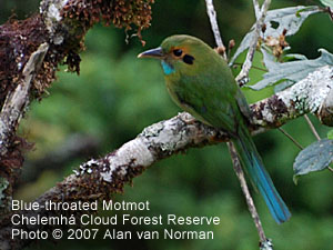 Blue-throated Motmot