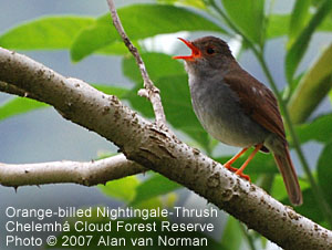 Orange-billed Nightingale-Thrush