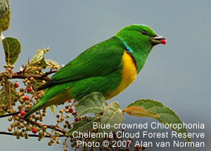 Blue-crowned Chlorophonia