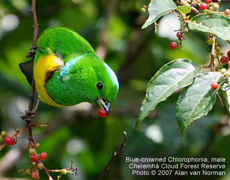 Blue-crowned Chlorophonia