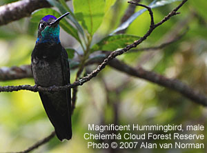 Magnificent Hummingbird