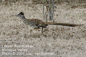 Lesser Roadrunner