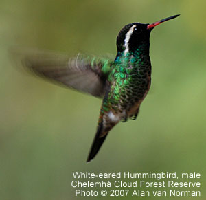 White-eared Hummingbird