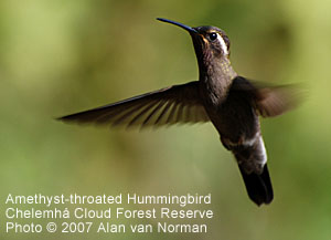 Amethyst-throated Hummingbird