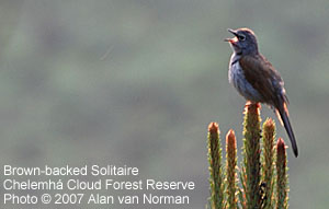 Brown-backed Solitaire