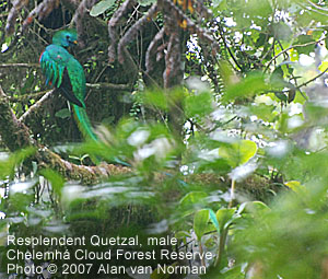 Resplendent Quetzal