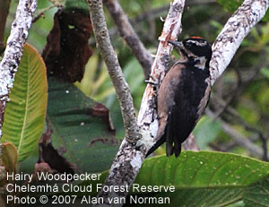 Hairy Woodpecker