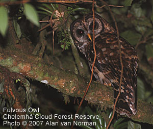 Fulvous Owl