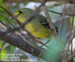 Mangrove Vireo