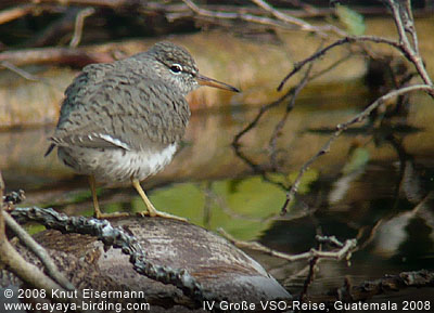 Spotted Sandpiper