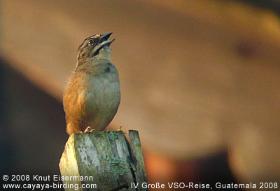 Rusty Sparrow