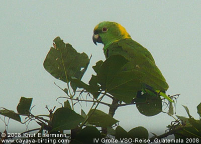 Yellow-naped Parrot