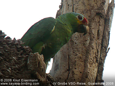 Red-lored Parrot