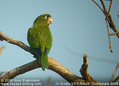 Olive-throated Parakeet