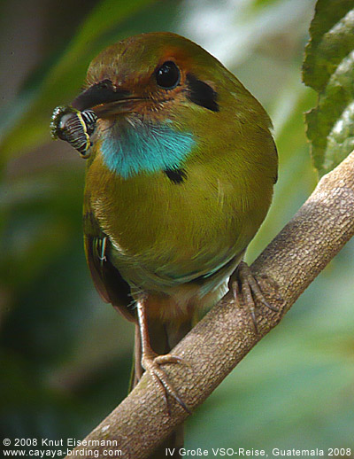 Blue-throated Motmot