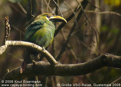 Emerald Toucanet