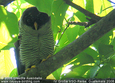 Black-and-White Owl