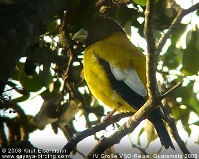 Hooded Grosbeak