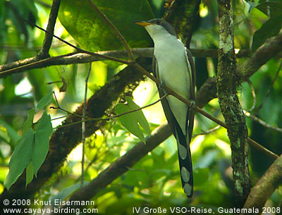 Yellow-billed Cuckoo