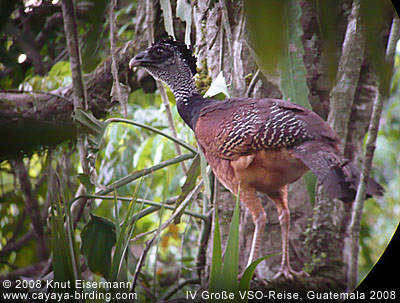 Great Curassow