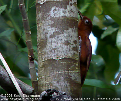 Ruddy Woodcreeper