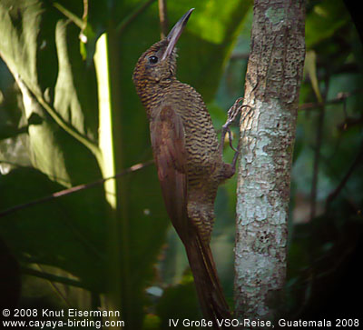 Northern Barred Woodcreeper