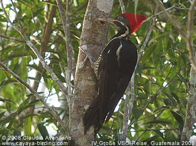 Lineated Woodpecker