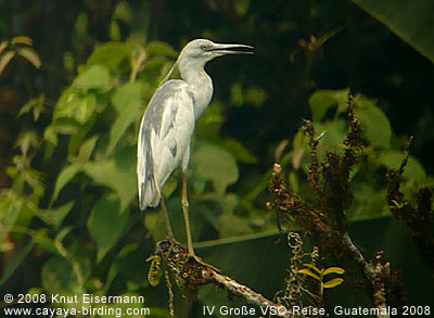 Little Blue Heron