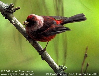 Pink-headed Warbler