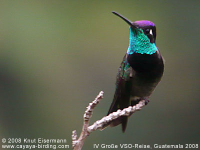 Magnificent Hummingbird