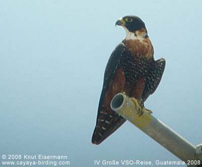 Orange-breasted Falcon