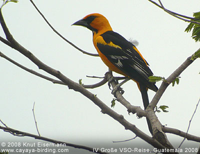 Altamiraoriole