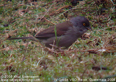 Yellow-eyed Junco