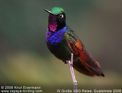 Garnet-throated Hummingbird