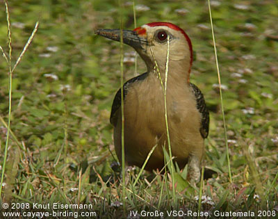 Golden-fronted Woodpecker