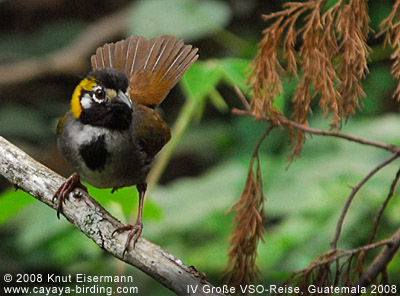 White-eared Ground-Sparrow